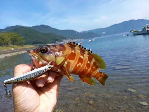 アカハタの釣果