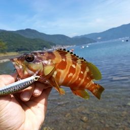 アカハタ