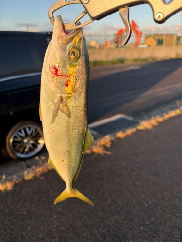 イナダの釣果