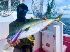 ヒラマサの釣果