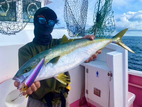 ヒラマサの釣果