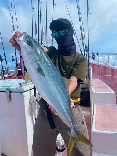 ブリの釣果