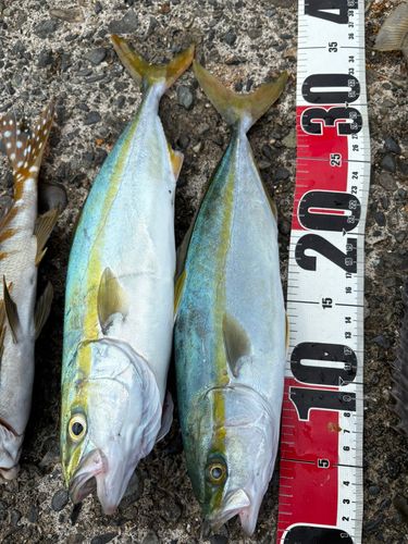 ワカシの釣果