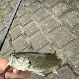 ラージマウスバス