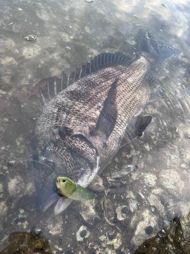 チヌの釣果