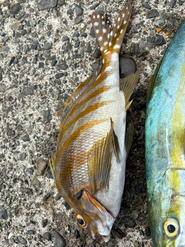 タカノハダイの釣果