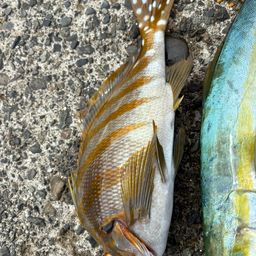 タカノハダイ
