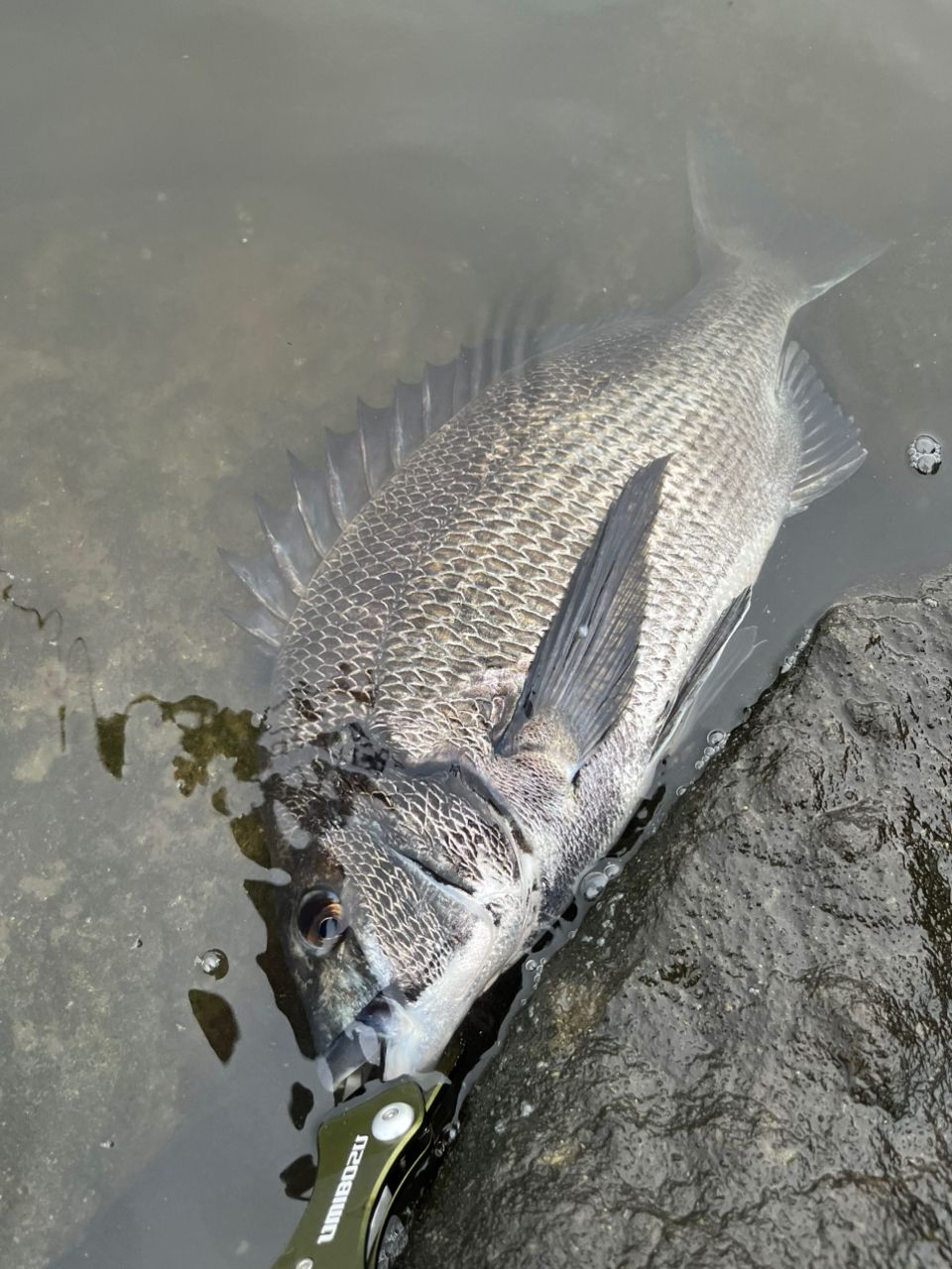 クロダイ