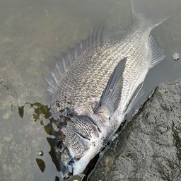 クロダイ