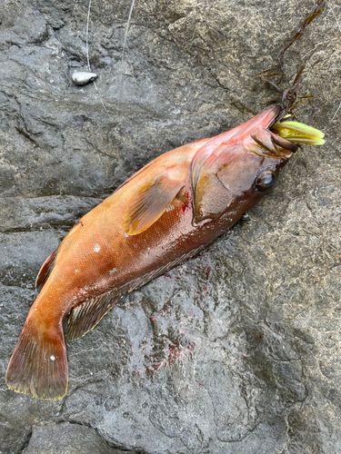 アカハタの釣果
