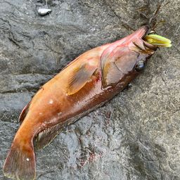 アカハタ