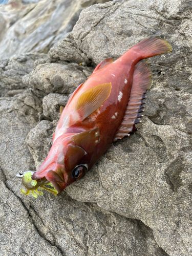 アカハタの釣果
