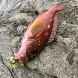 アカハタ