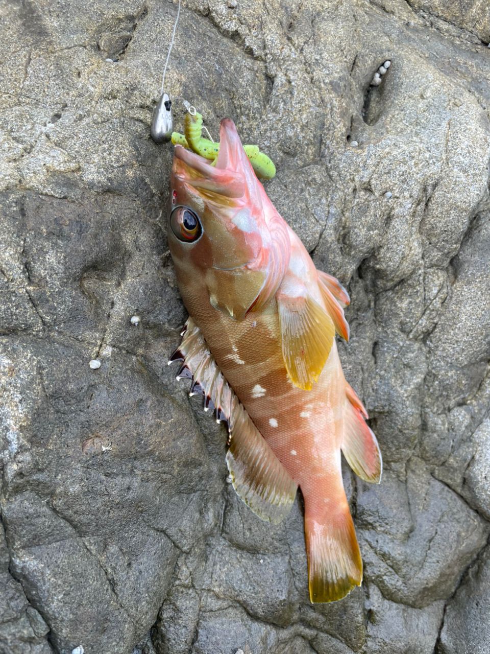アカハタ