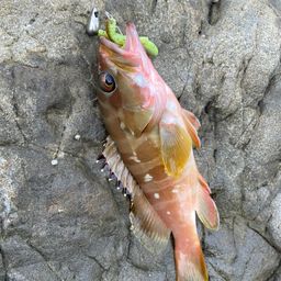 アカハタ