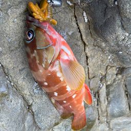 アカハタ