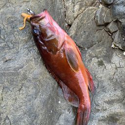 アカハタ