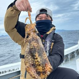 アオリイカ