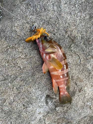 アカハタの釣果
