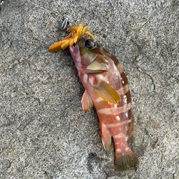 アカハタ