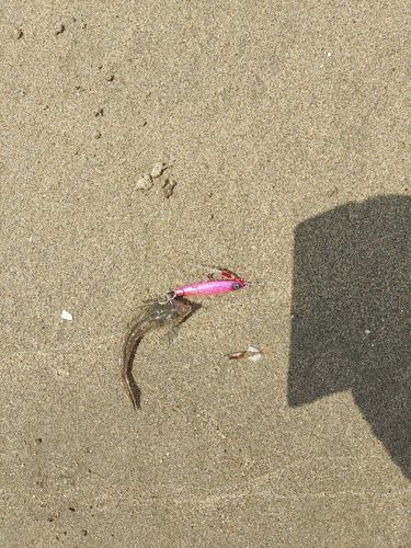 メゴチの釣果