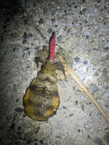 豊浜漁港