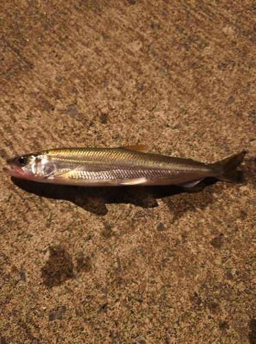 キュウリウオの釣果