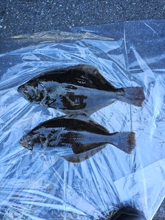 ヒラメの釣果