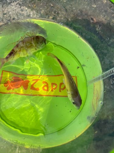 タイの釣果