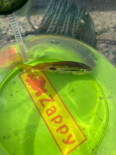 ヨコスジフエダイの釣果