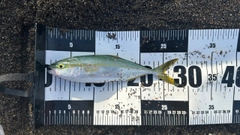 ワカシの釣果
