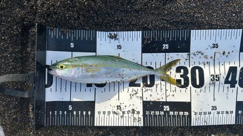 ワカシの釣果
