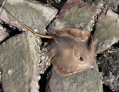 アカエイの釣果
