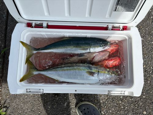 ハマチの釣果
