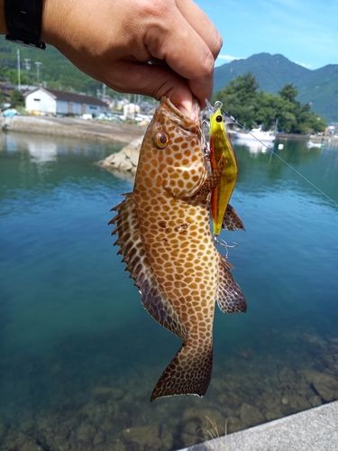 オオモンハタの釣果