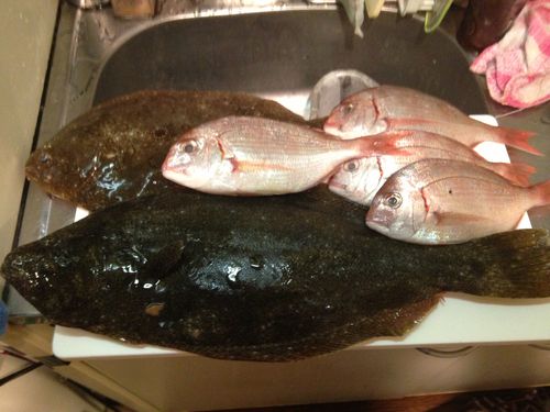 ヒラメの釣果