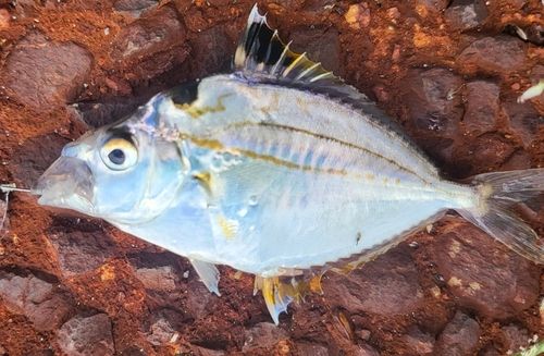 三河湾