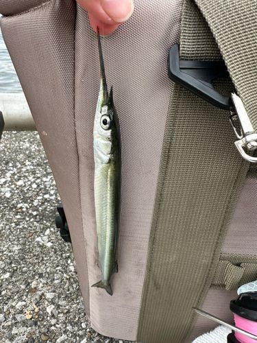 サヨリの釣果