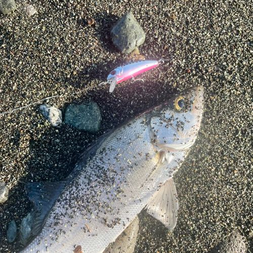 セイゴ（ヒラスズキ）の釣果