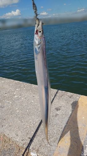 タチウオの釣果