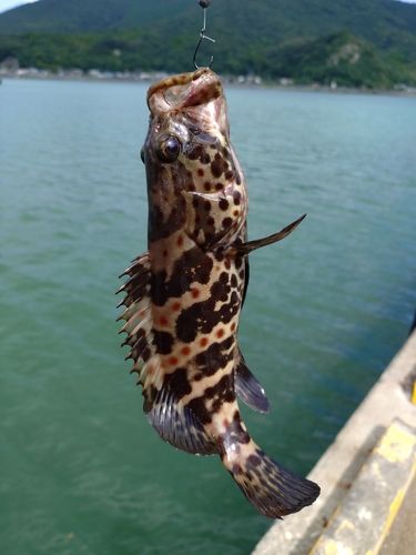 キジハタの釣果