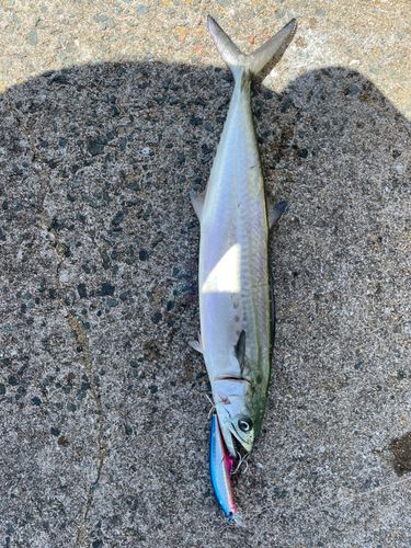 サゴシの釣果