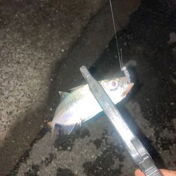 アジ
