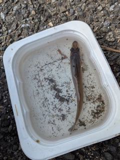 シロギスの釣果