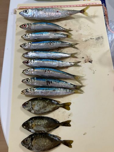 サバの釣果