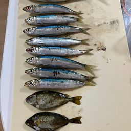 サバ