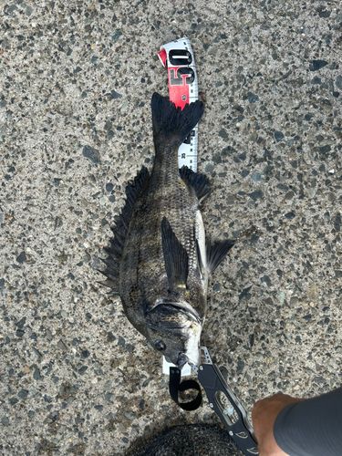 若洲海浜公園海釣り施設