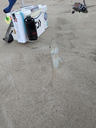 美保湾