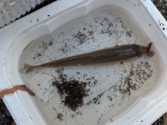 シロギスの釣果