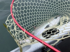 ワラサの釣果